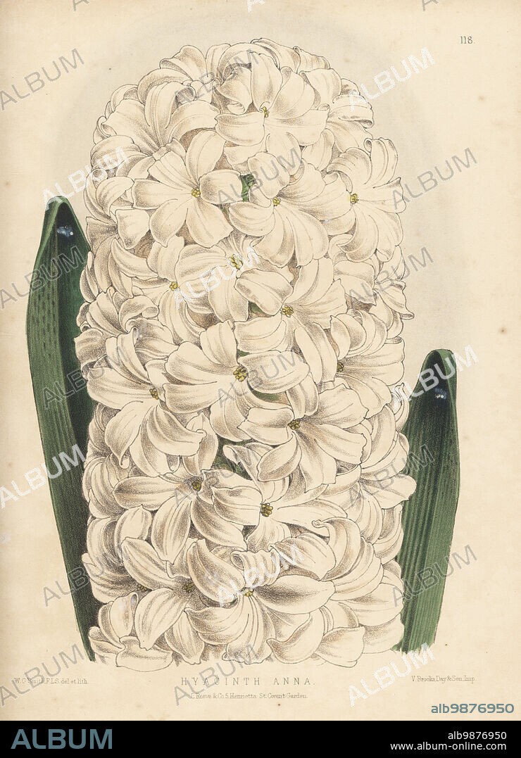 Hyacinth cultivar, Anna, raised by Messrs. Veitch and Son nursery of Chelsea. Handcolored botanical illustration drawn and lithographed by Worthington George Smith from Henry Honywood Dombrain's Floral Magazine, New Series, Volume 3, L. Reeve, London, 1874. Lithograph printed by Vincent Brooks, Day & Son.