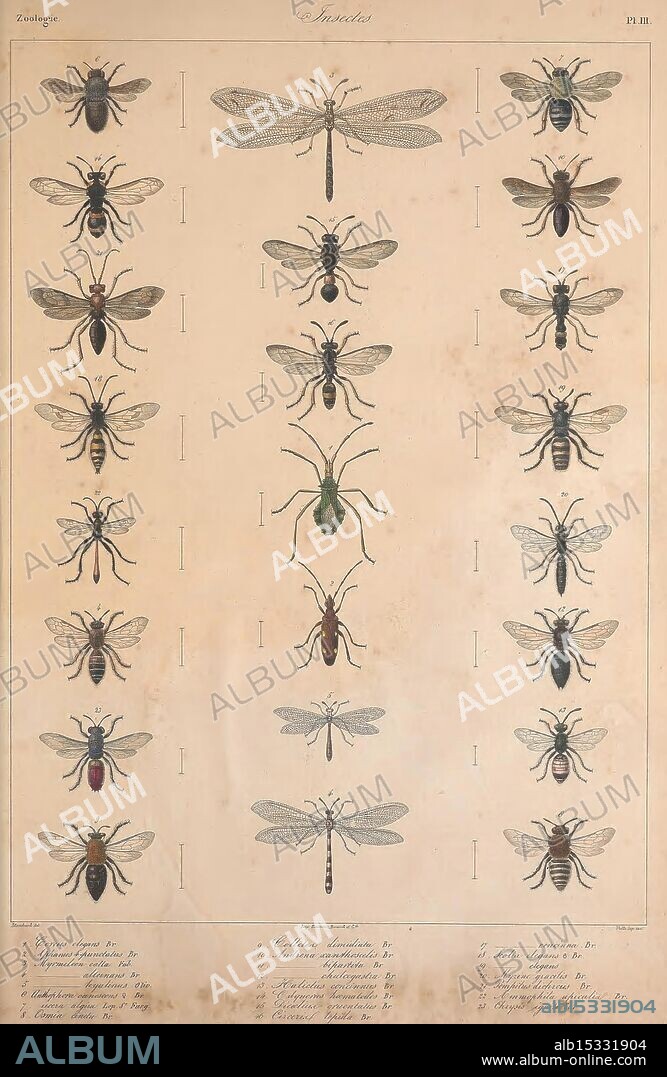Histoire naturelle des Iles Canaries, Paris, Bethune, editeur,1836-1850, Canary Islands, Natural History, Pictorial Works, Insects, This detailed illustration features a collection of various insects, organized methodically in a grid format. The top row showcases different species of flies, each meticulously rendered with notable features such as their wings, body shapes, and distinctive markings. The subsequent rows include bees and a striking green beetle, with an emphasis on the diversity of shapes and colors present in the insect world. Each insect is labeled in a detailed caption beneath, providing scientific names and descriptions, highlighting the rich variety of forms within this biological category. The overall composition reflects a blend of artistry and scientific observation, emphasizing the intricate beauty and diversity of insects.