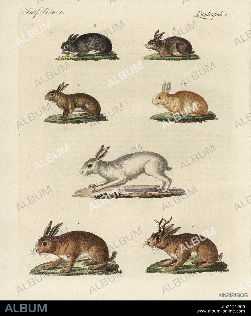 Mountain hare, Lepus timidus 1, mythical jackalope or horned hare, Lepus temperamentalus 2, northern white hare, Lepus timidus 3, snowshoe hare, Lepus americanus 4, rabbit, Lepus cuniculus 5,6, and Angora rabbit, Lepus cuniculus variety 7. Handcoloured copperplate engraving from Bertuch's "Bilderbuch fur Kinder" (Picture Book for Children), Weimar, 1798. Friedrich Johann Bertuch (1747-1822) was a German publisher and man of arts most famous for his 12-volume encyclopedia for children illustrated with 1,200 engraved plates on natural history, science, costume, mythology, etc., published from 1790-1830.