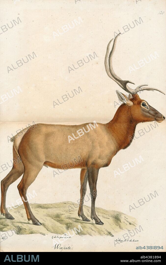 Cervus canadensis, Print, The elk or wapiti (Cervus canadensis) is one of the largest species within the deer family, Cervidae, and one of the largest terrestrial mammals in North America and Northeast Asia. This animal should not be confused with the still larger moose (Alces alces) to which the name "elk" applies in British English and in reference to populations in Eurasia., 1818-1842.