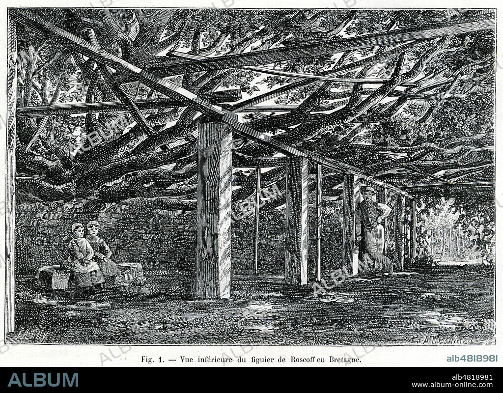 'Vue inferieure du figuier de Roscoff en Bretagne'. Arbre geant plante vers 1621 et abattu en 1987, il couvre une surface d'environ 500 m². Illustration tiree de la revue La Nature du 23 aout 1890. Credit : Collection KHARBINE-TAPABOR.