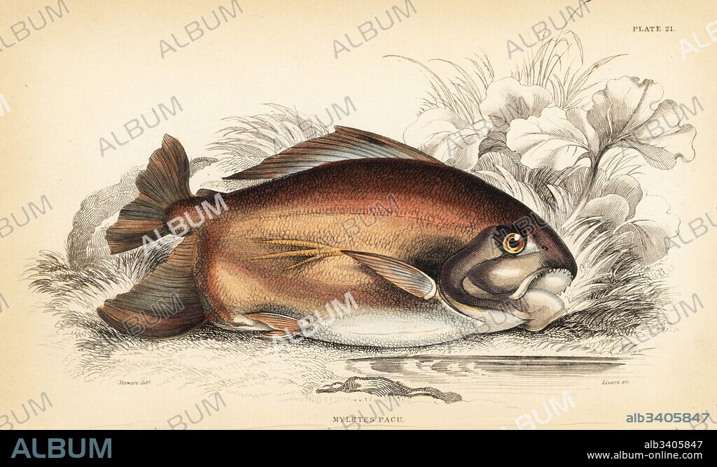 Pacu or pacupeba, Myleus pacu (Pacu of Guiana, Myletes pacu). Handcoloured steel engraving by W.H. Lizars after an illustration by James Stewart from Robert Schomburgk's Fishes of Guiana, part of Sir William Jardine's Naturalist's Library: Ichthyology, Edinburgh, 1841.