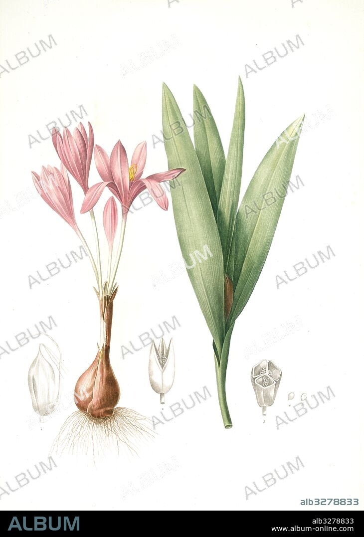Colchicum autumnale, Colchique d'autumne; Meadow Saffron or Autumn Crocus, Redouté, Pierre Joseph, 1759-1840, les liliacees, 1802 - 1816.