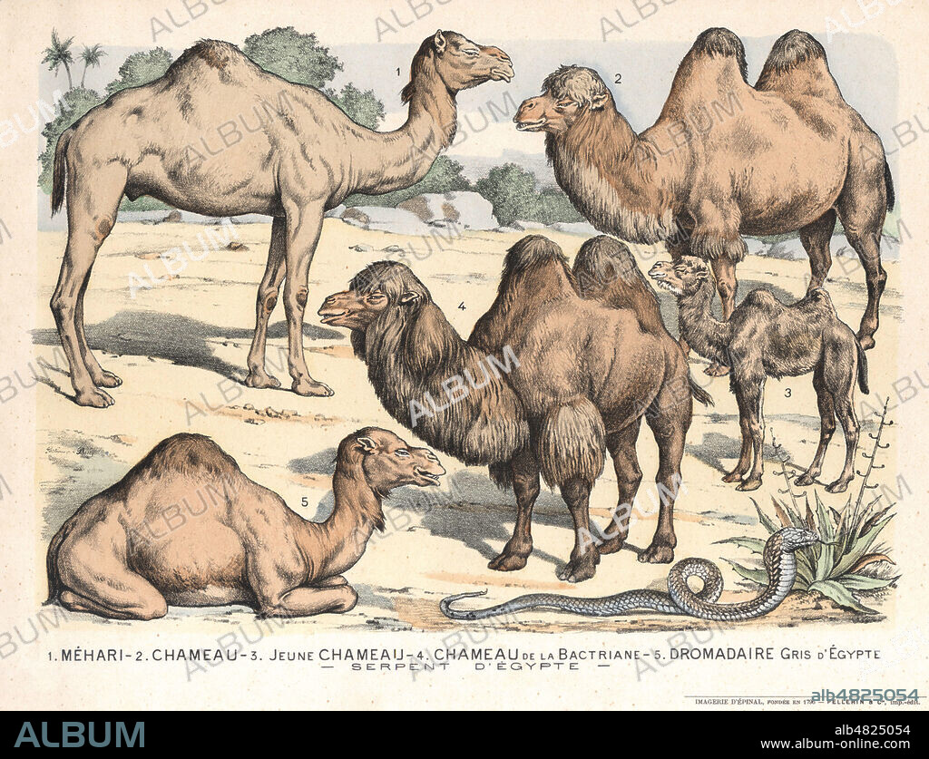 Mehari. Chameau, jeune chameau. Chameau de la Bactriane. Dromadaire gris d'Egypte. Serpent d'Egypte. Planche zoologique illustree par GOSTIAUX-PHOSTY (1838-1910) pour l'Album-alphabet des grands animaux sauvages et des poissons de mer. Edition Pellerin a Epinal, vers 1890. Credit Collection Kharbine Tapabor.