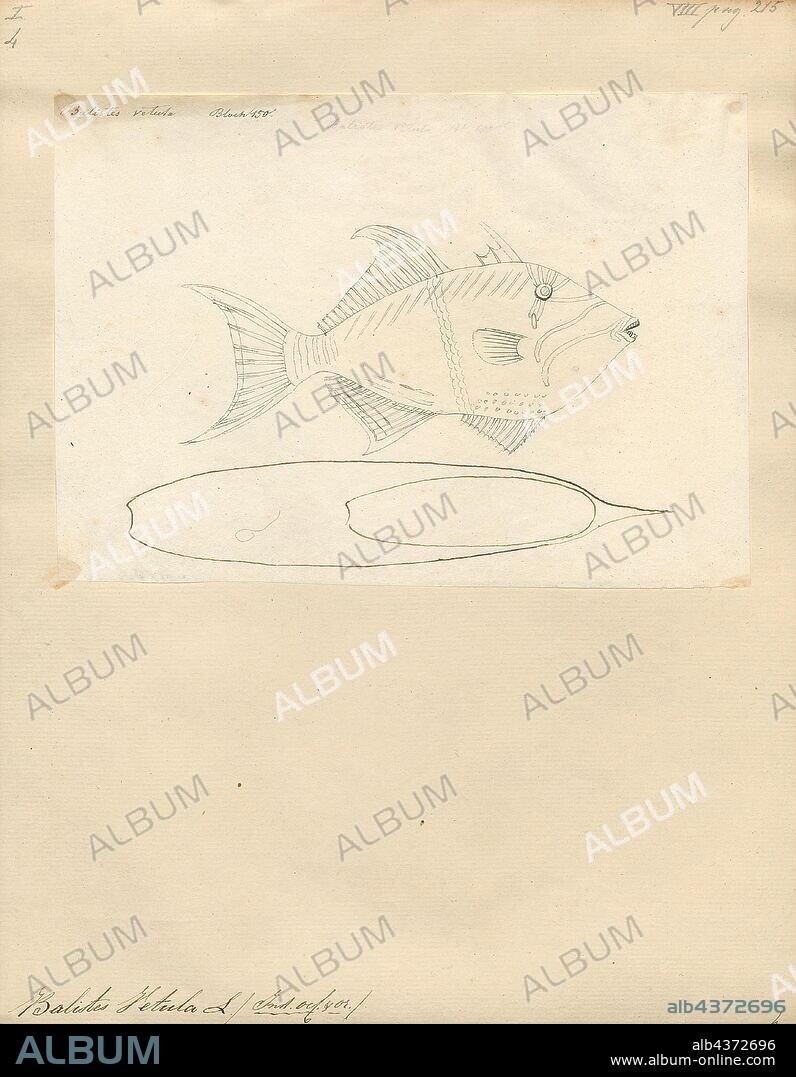 Balistes vetula, Print, Balistes vetula, the queen triggerfish or old wife, is a reef dwelling triggerfish found in the Atlantic Ocean. It is occasionally caught as a gamefish, and sometimes kept in very large marine aquaria., 1700-1880.
