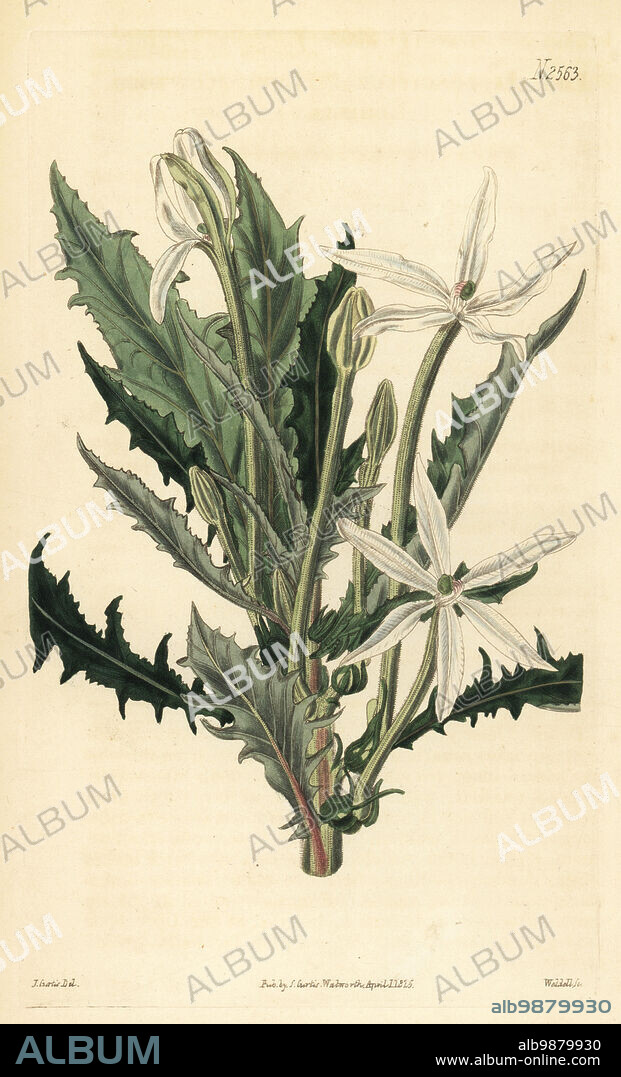 Star of Bethlehem or madamfate, Hippobroma longiflora. Long-flowered lobelia, Lobelia longiflora. Native of Jamaica and the West Indies, provided by Thomas C. Palmer of Bromley, Kent. Handcoloured copperplate engraving by Weddell after a botanical illustration by John Curtis from William Curtis's Botanical Magazine, Samuel Curtis, London, 1825.