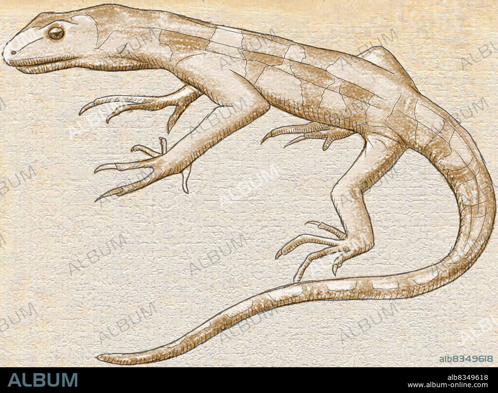 Varanosaurus was a mammalian reptile (ancestor of mammals). It lived between 285 and 245 million years ago in what is now the central United States.This carnivore measured about 5 ft. (1.5 m) in length, including its long tail.