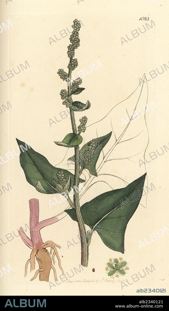 Good King Henry or poor-man's asparagus, Chenopodium bonus-henricus. Handcoloured copperplate engraving after a drawing by James Sowerby for James Smith's English Botany, 1802.