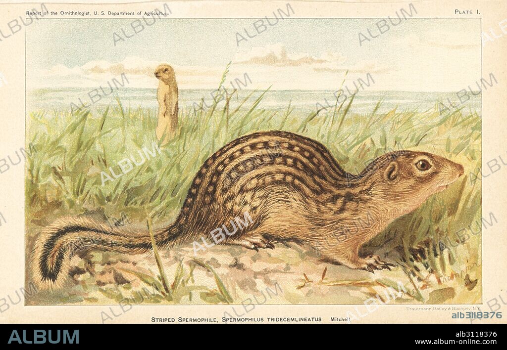 Thirteen-lined ground squirrel, Ictidomys tridecemlineatus (Striped gopher, Spermophilus tridecemlineatus). Chromolithograph by Trautmann, Bailey and Blampey after an illustration by Ernest E. Thompson from the Report of the Ornithologist, US Department of Agriculture, 1892.
