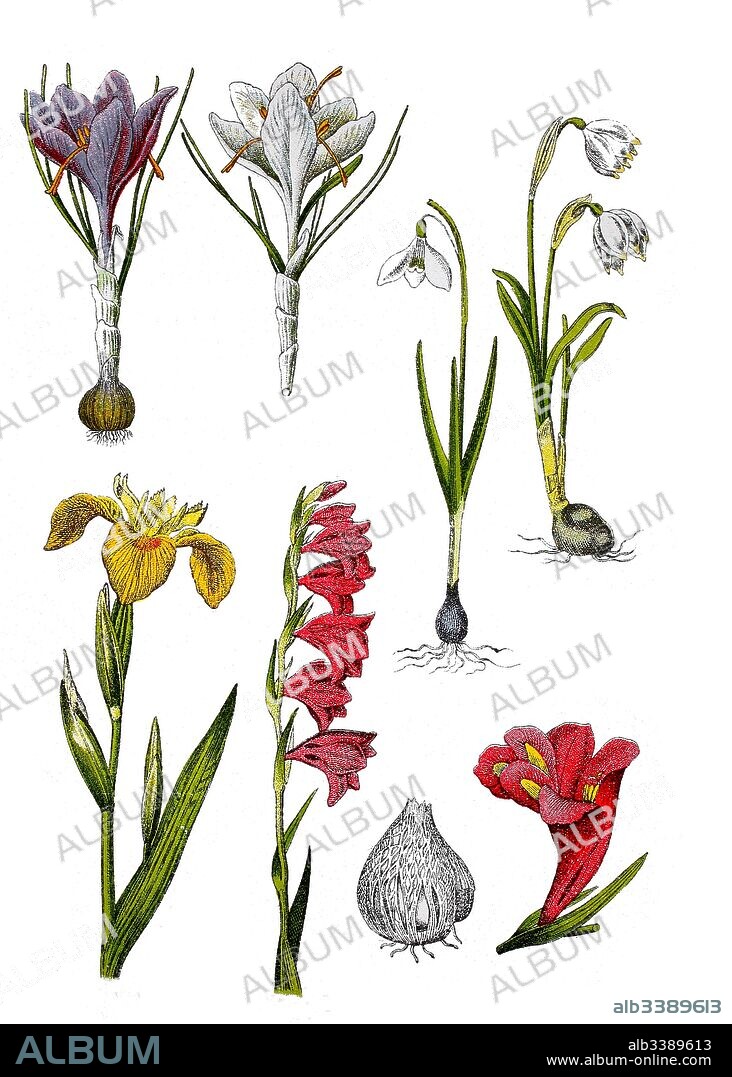 Spring Crocus, Crocus vernus (top left),  common snowdrop, Galanthus nivalis (top, 2. von right), spring snowflake, Leucojum vernum (top right), yellow iris, Iris pseudacorus (bottem left), eastern gladiolus, Gladiolus communis (bottem center und right).