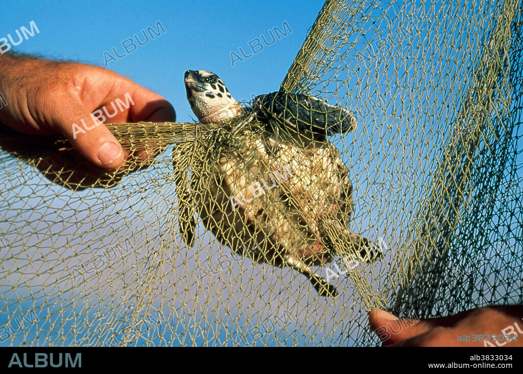 Turtle Caught in Net