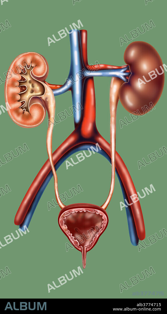 The urinary system (also called the excretory system) is the organ system that produces, stores, and eliminates urine. In humans it includes two kidneys, two ureters, the bladder and the urethra.