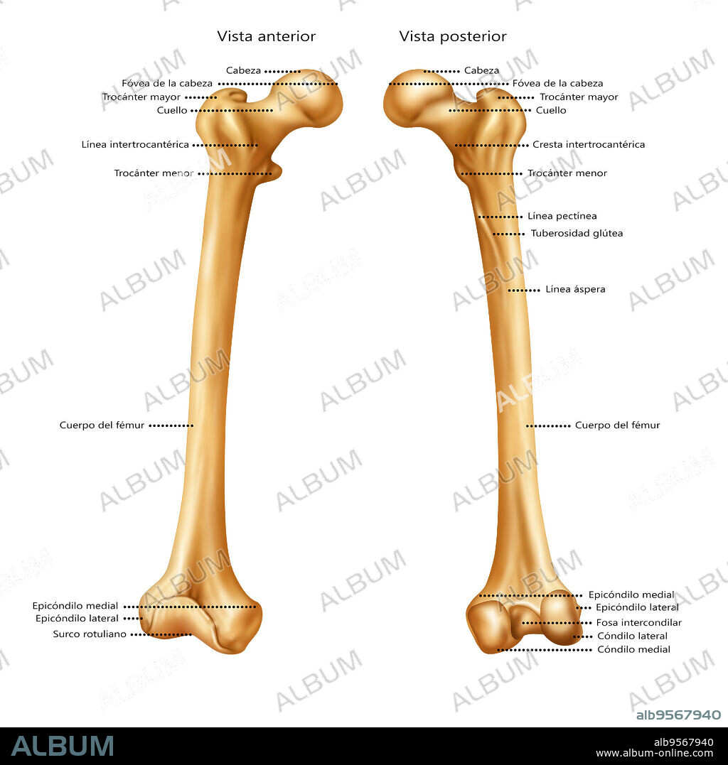 Anterior and posterior view of a femur.