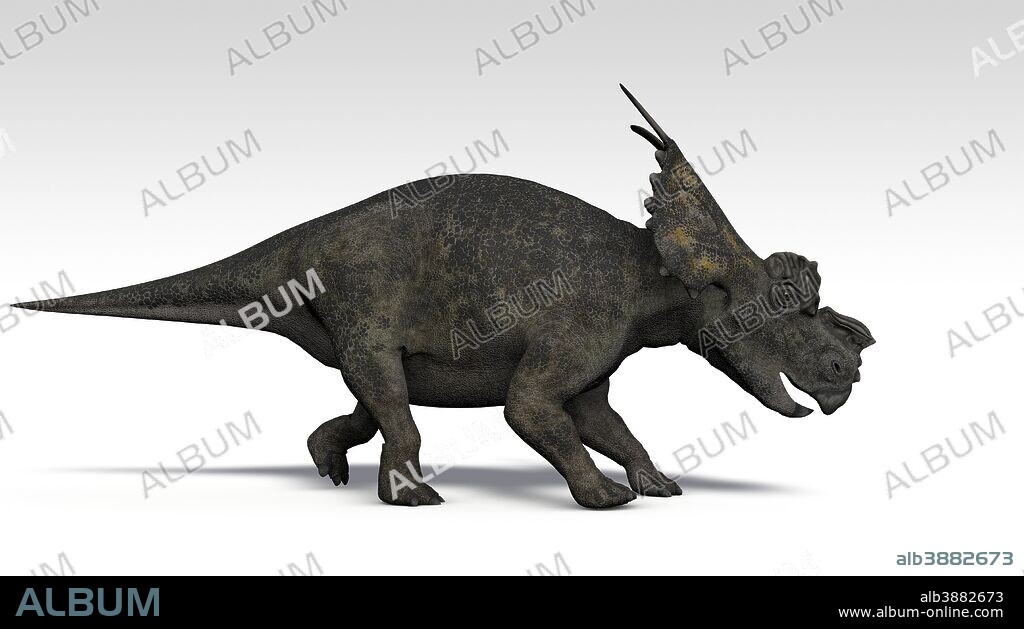 Achelousaurus dinosaur, white background.