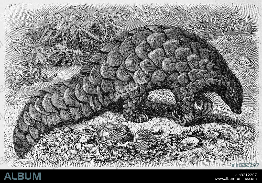 Ground pangolin, Manis temminekii, ground pangolin, also known as Temminck's pangolin (Smutsia temminckii), Cape pangolin or steppe pangolin, Historic, digitally restored reproduction of a 19th century original, exact original date unknown