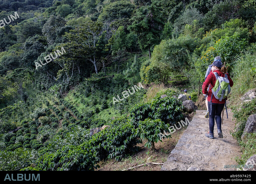 campo de cafe, trekking al volcan San Pedro 3020 m, parque ecológico del volcán San Pedro lago de Atitlán,departamento de Sololá , República de Guatemala, América Central.