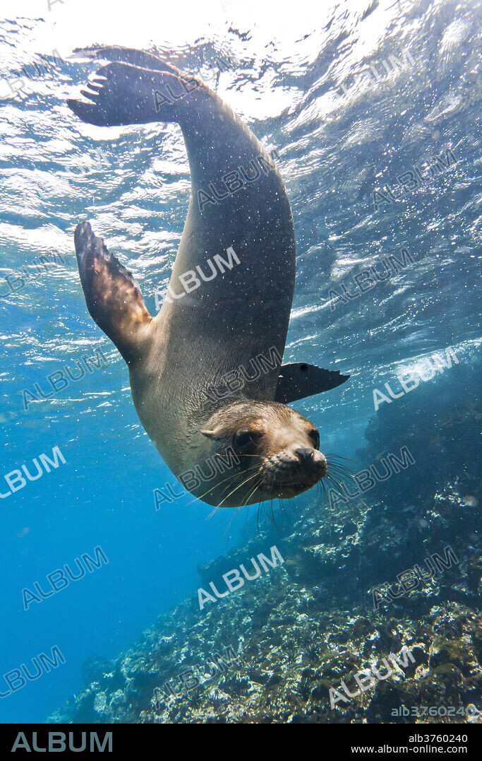 Galapagos sea lion (Zalophus wollebaeki) underwater, Champion Island, Galapagos Islands, Ecuador, South America.