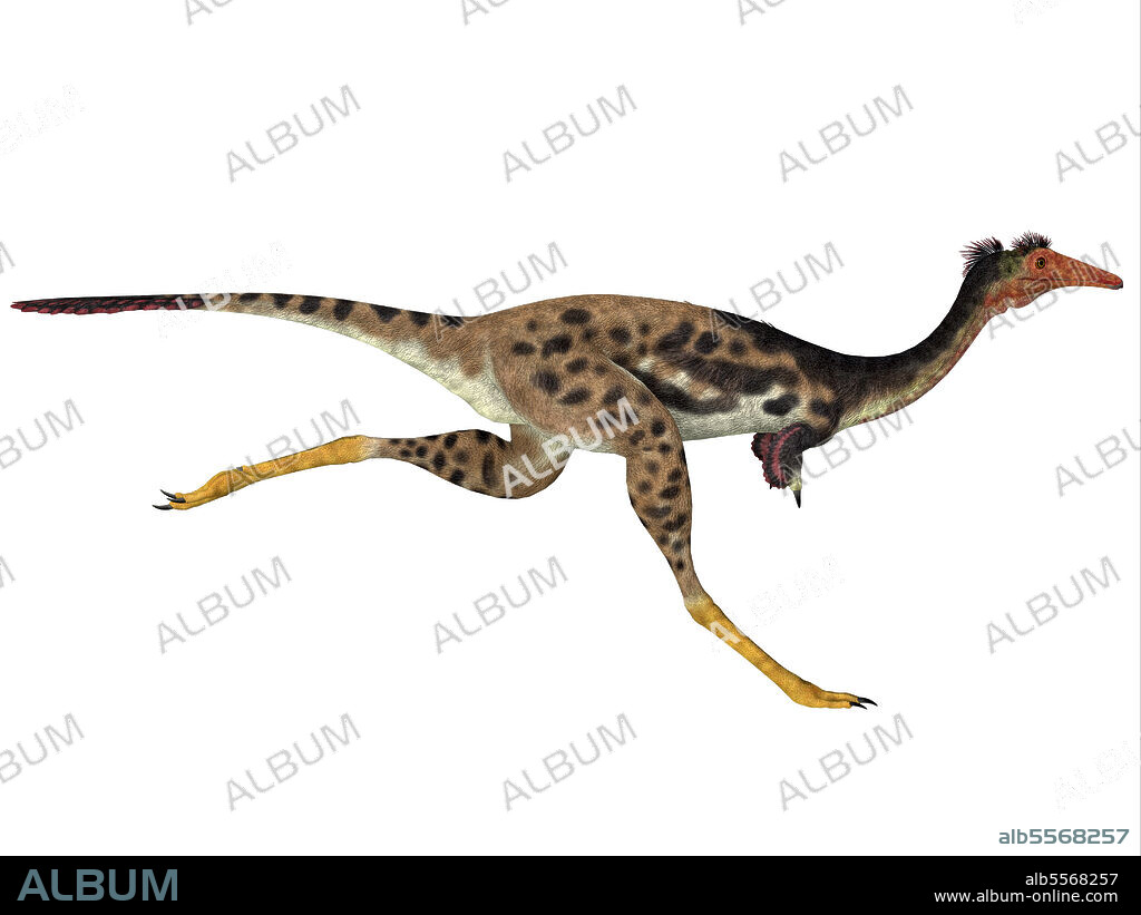 Mononykus dinosaur, side profile. Mononykus was a carnivorous theropod dinosaur that lived in Mongolia during the Cretaceous Period.