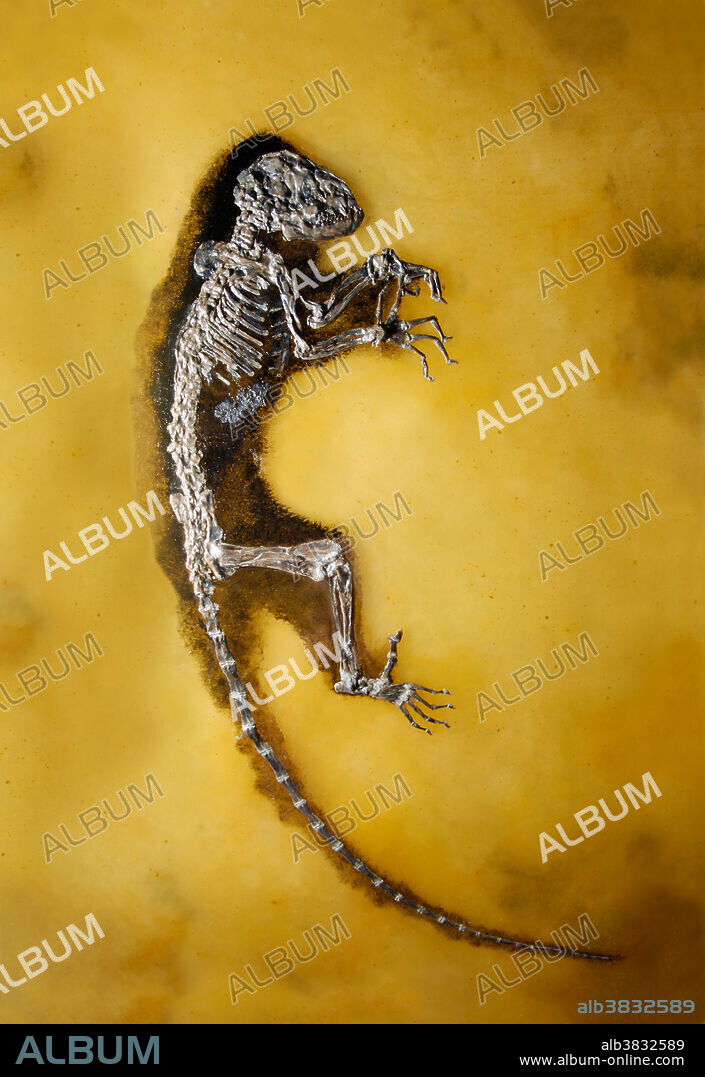 Cast of a Darwinius masillae fossil from the Eocene Epoch, 47 millions years ago. Known as Ida , the fossil is remarkably well preserved and even shows remnants of soft tissue and fur around its edges. The mammal is an early primate that shows similarities but also differences with lemurs.