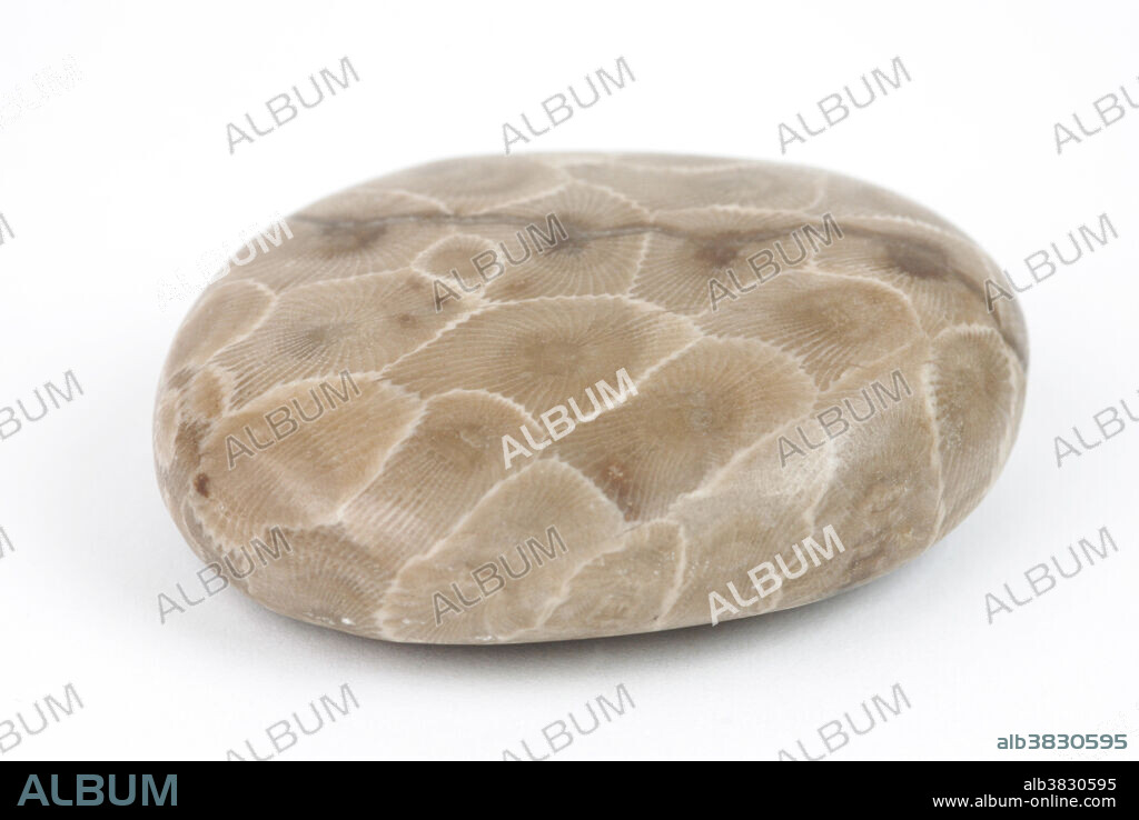 Fossilized coral found in the northwest portion of Michigan's lower peninsula (Hexagonaria percarinata).