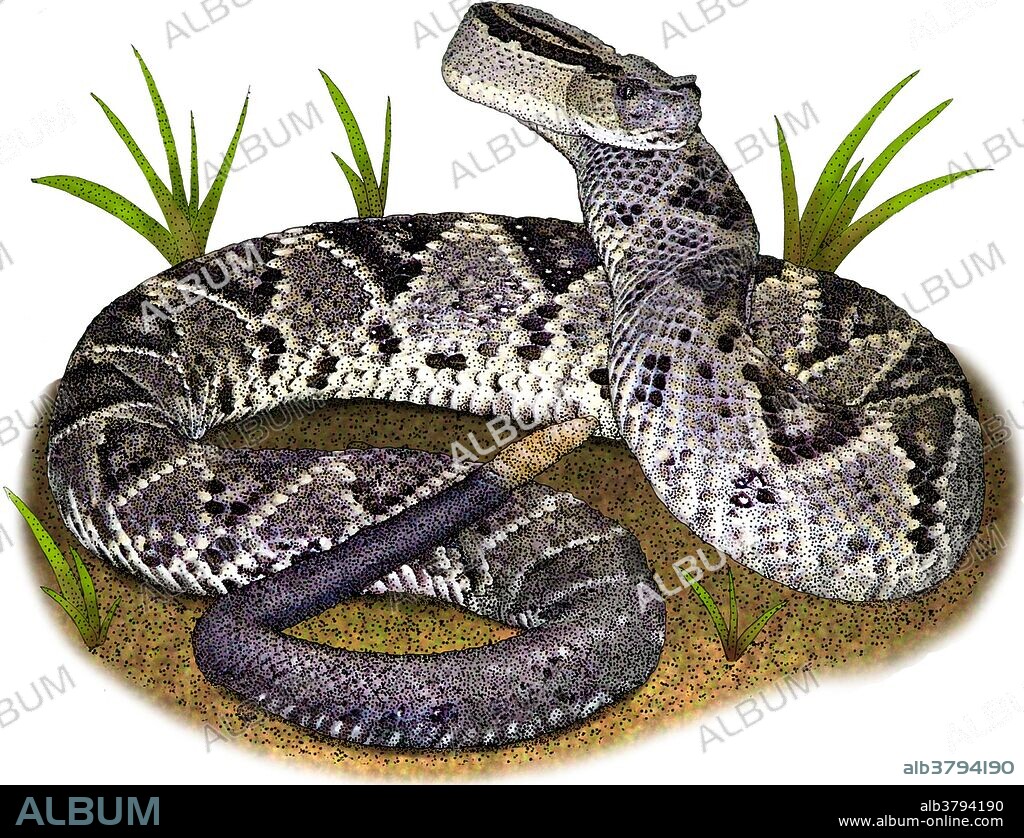 Illustration of the Tropical Rattlesnake (Crotalus durissus), a venomous pit viper species found in South America.