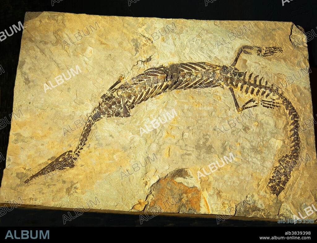 Mesosaurus Fossil. Private Collection.