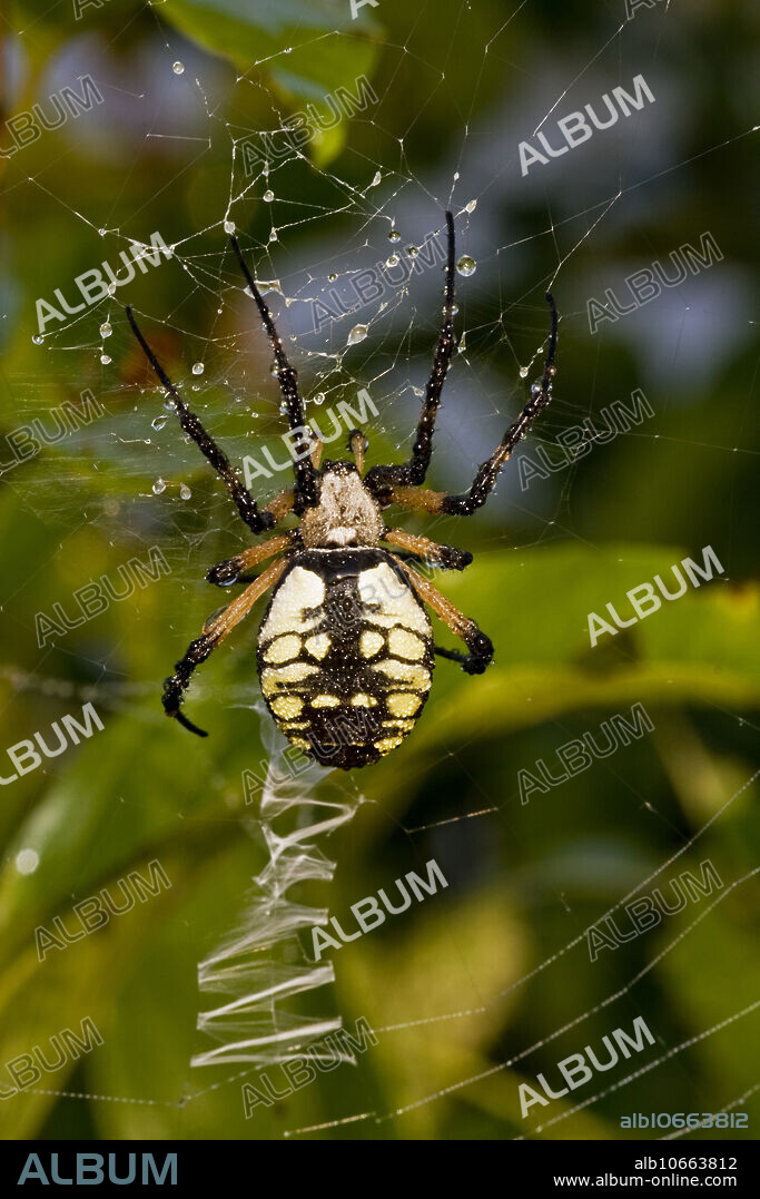 Black and Yellow Argiope