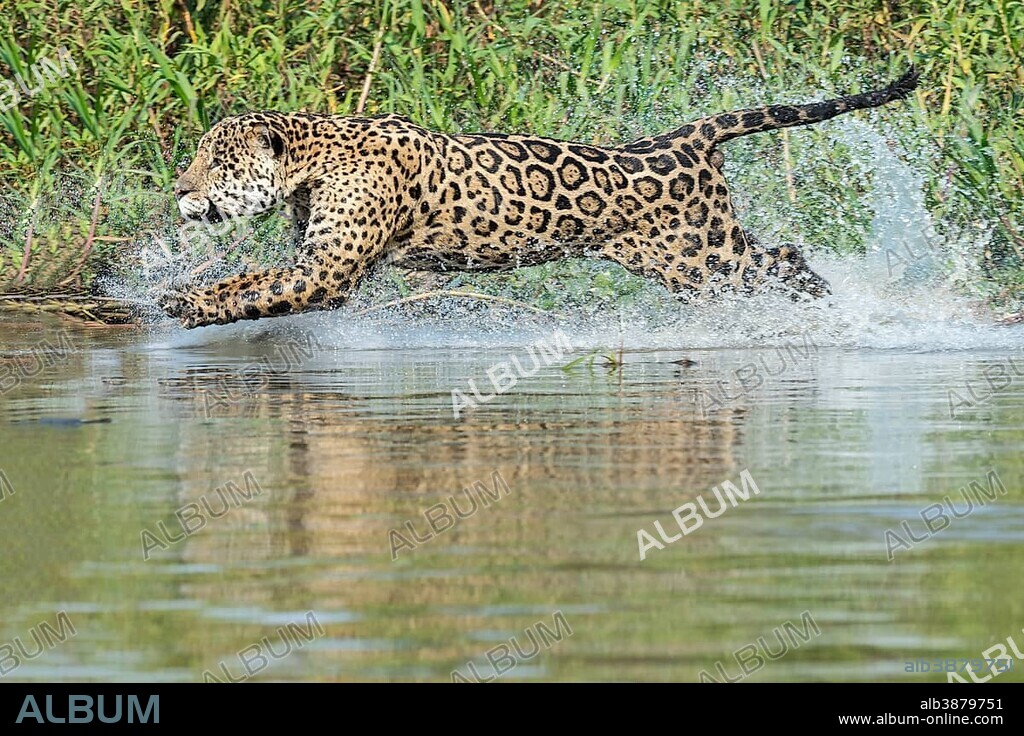 Male Jaguar (Panthera onca) running in water and chasing, Cuiaba river, Pantanal, Mato Grosso, Brazil, South America.