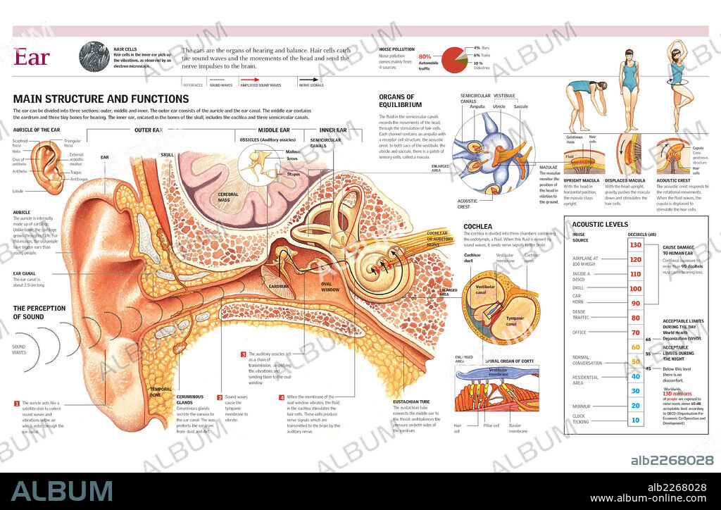 OIDO. Infografía de la estructura externa e interna del oído humano, la percepción del sonido, los niveles acústicos soportables para el oído humano y el sentido del equilibrio.