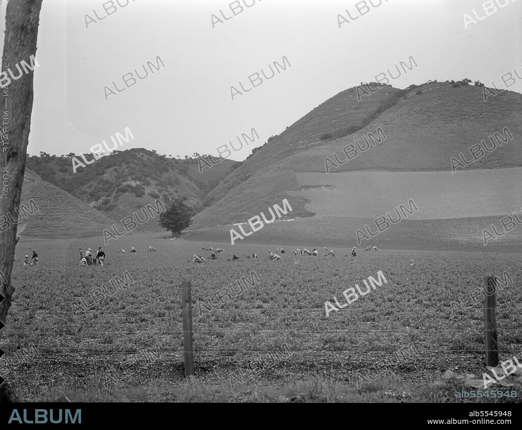 DOROTHEA LANGE. Filipino gang labor in pea fields near Pismo Beach, Nipomo, California. Work for Japanese, live on Japanese ranches. Sixty men in this gang.