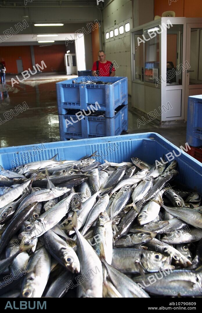 Mackerels at fish market, Santoña, Cantabria, Spain.