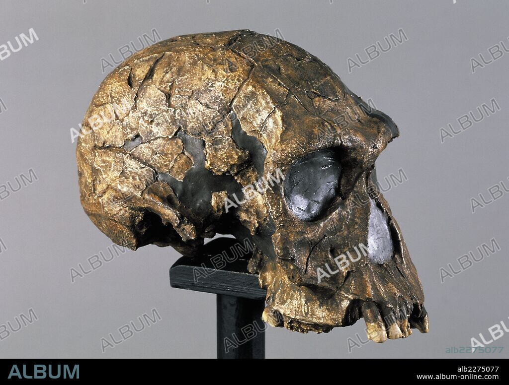 Reconstruction of a skull of Homo habilis (Australopithecus habilis), from Kenya. Pliocene epoch.