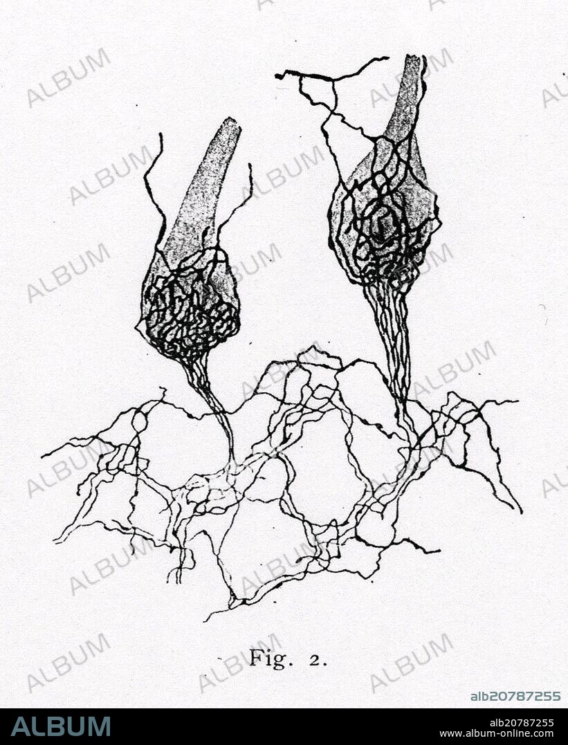 SANTIAGO RAMÓN Y CAJAL. DETALLE DE LA TRAMA NERVIOSA DE LAS CELULAS DE PURKINJE - DIBUJO CIENTIFICO - PEDIR AUTORIZACION.