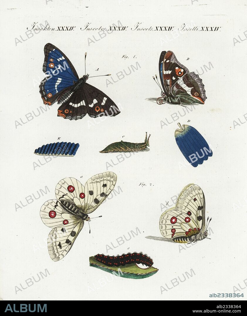 Purple emperor, Apatura iris 1, with wing scale D and wing E, and mountain apollo, Parnassius apollo 2, butterfly and caterpillar. Handcoloured copperplate engraving from Bertuch's "Bilderbuch fur Kinder" (Picture Book for Children), Weimar, 1805. Friedrich Johann Bertuch (1747-1822) was a German publisher and man of arts most famous for his 12-volume encyclopedia for children illustrated with 1,200 engraved plates on natural history, science, costume, mythology, etc., published from 1790-1830.