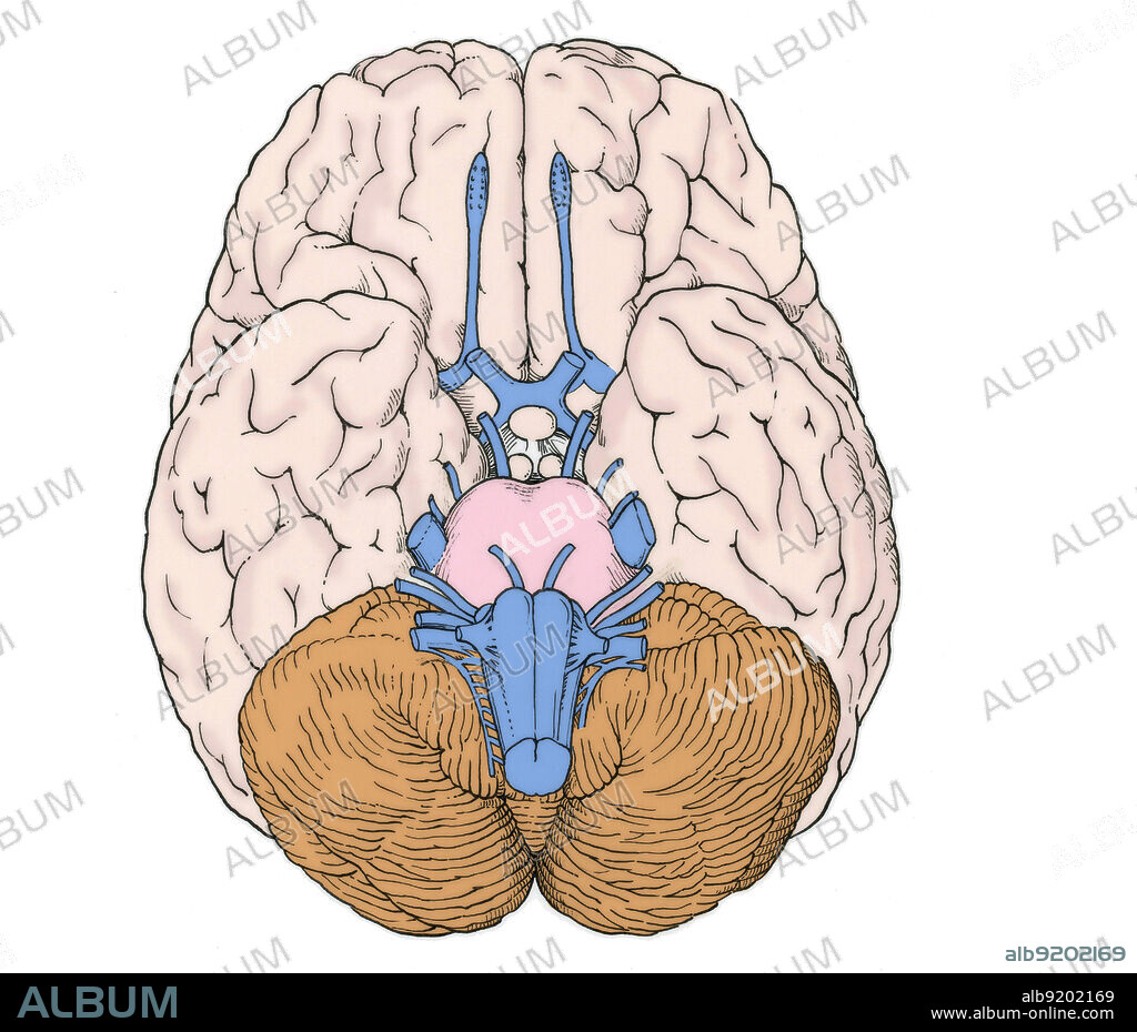 Illustration of Cranial Nerves