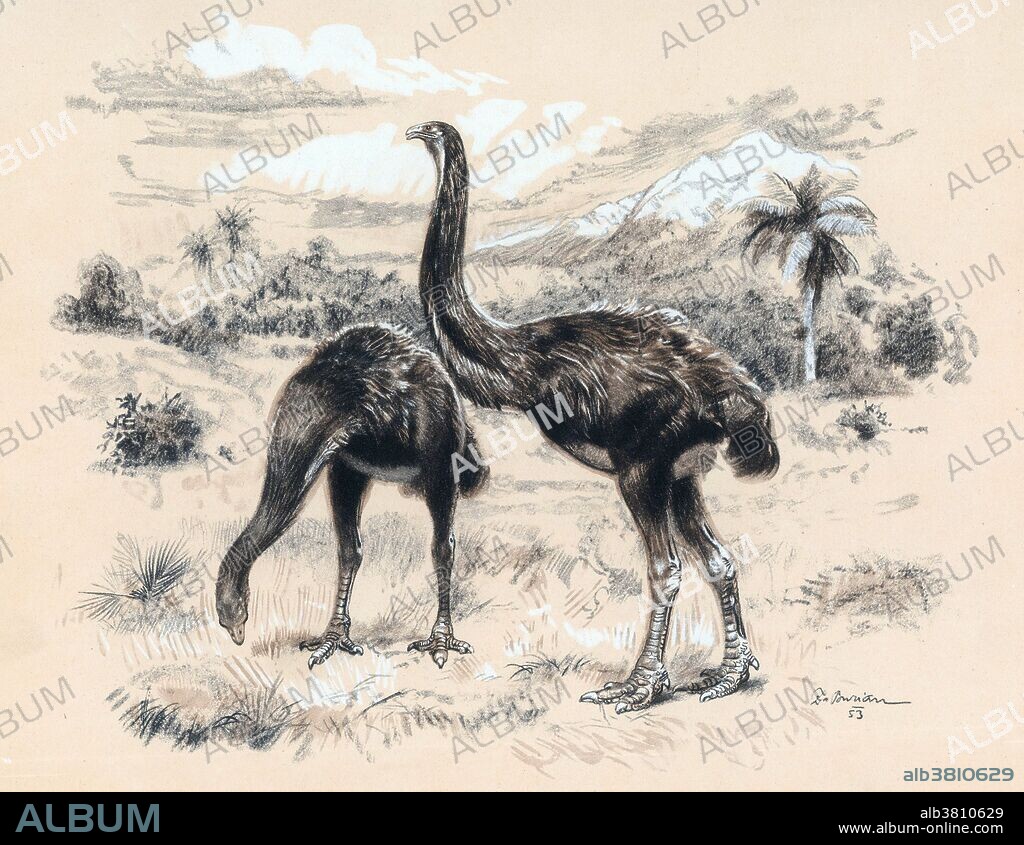 The giant moa (Dinornis) is an extinct genus of ratite birds belonging to the moa family. Like all ratites it was a member of the order Struthioniformes. The Struthioniformes are flightless birds with a sternum without a keel. They also have a distinctive palate. It was endemic to New Zealand. Dinornis may have been the tallest bird that ever lived, with the females of the largest species standing 12 feet. This animal appeared during Cenozoic era, the most recent era of geologic time, from about 65 million years ago to the present. The Cenozoic Era is characterized by the formation of modern continents and the diversification of mammals and plants. Grasses also evolved during the Cenozoic. The climate was warm and tropical toward the beginning of the era and cooled significantly in the second half, leading to several ice ages. Humans first appeared near the end of this era.