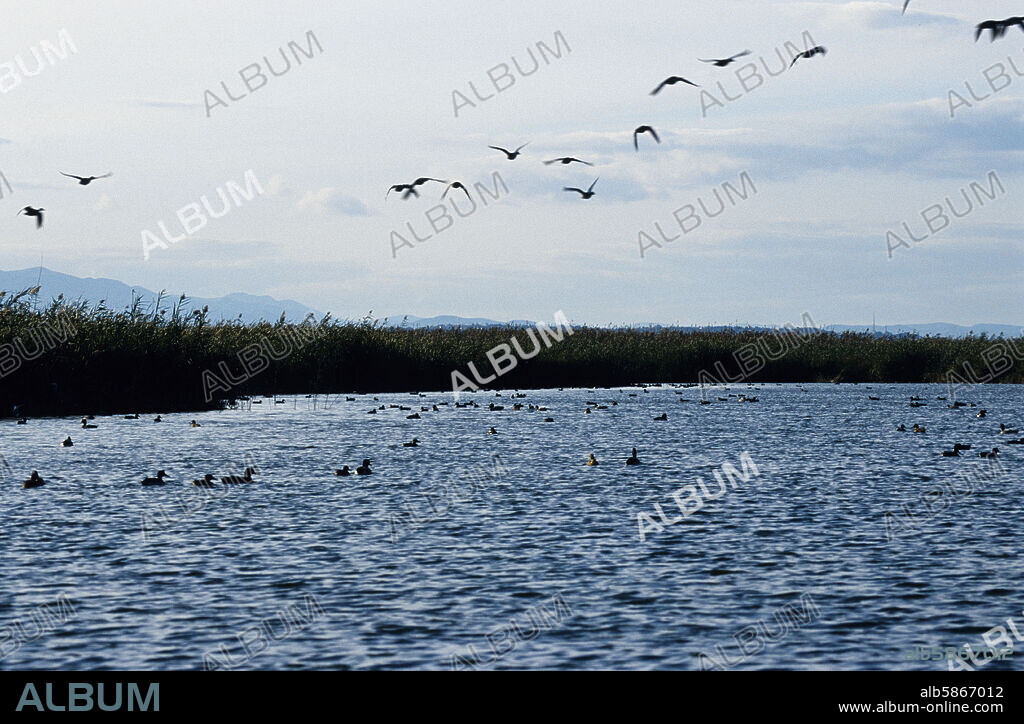 La Albufera, patos silvestres, parque natural (L´Horta).