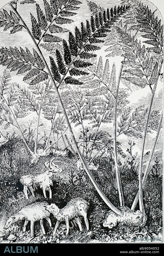 An engraving depicting Barometz or Vegetable lamb of Tartary. 1896. Tartary was a name used from the Middle Ages until the twentieth century to designate the great tract of northern and central Asia stretching from the Caspian Sea and the Ural Mountains to the Pacific Ocean. Vegetable Lamb of Tartary (Planta Tartarica Barometz) was a legendary zoophyte of Central Asia, once believed to grow sheep as its fruit.