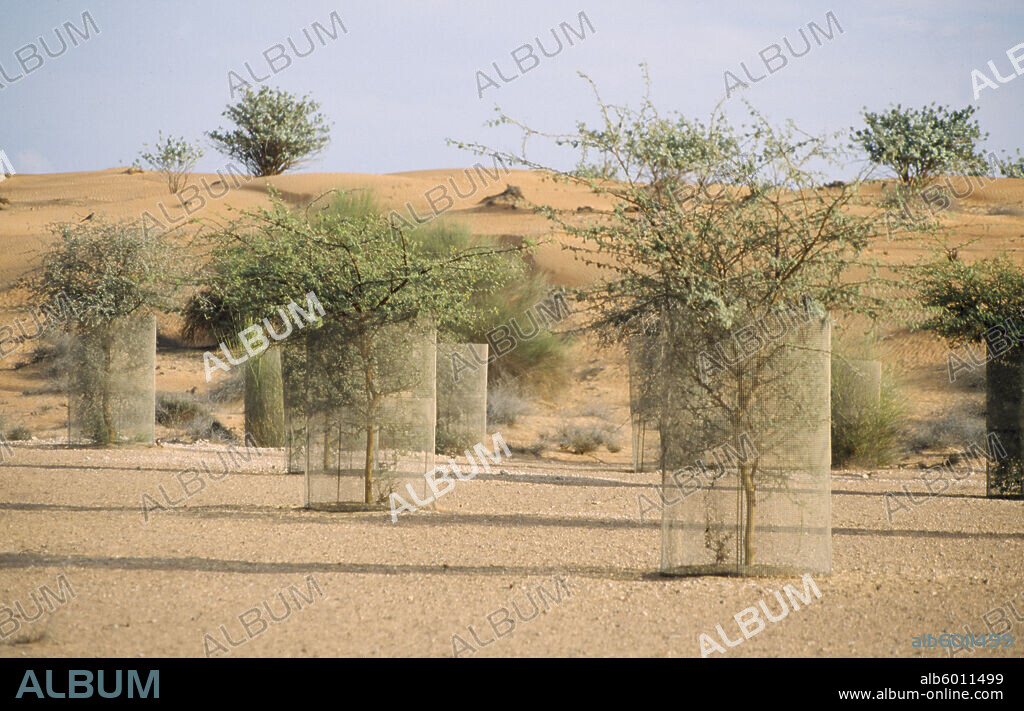UAE Dubai Reaforestation on an extinct lake bed at the Al Maha Desert Resort Dubayy Dubai.