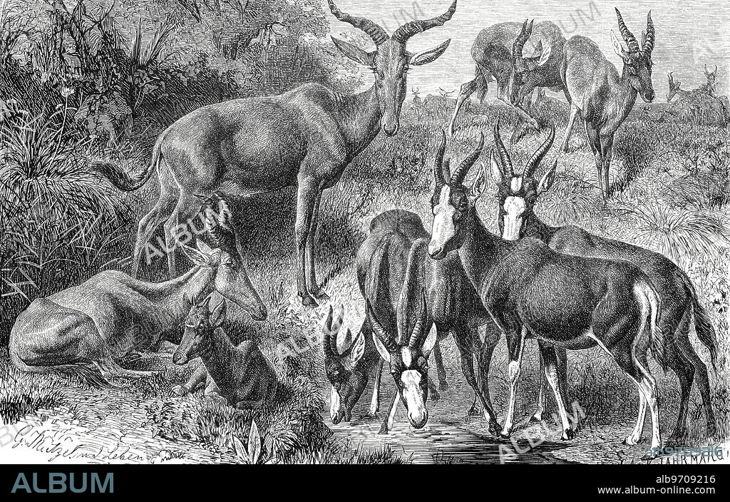Hartebeest, Tora, Buntbock, Blässbock, Singgalantelope, Historical, digitally restored reproduction from an original from the 18th century,.