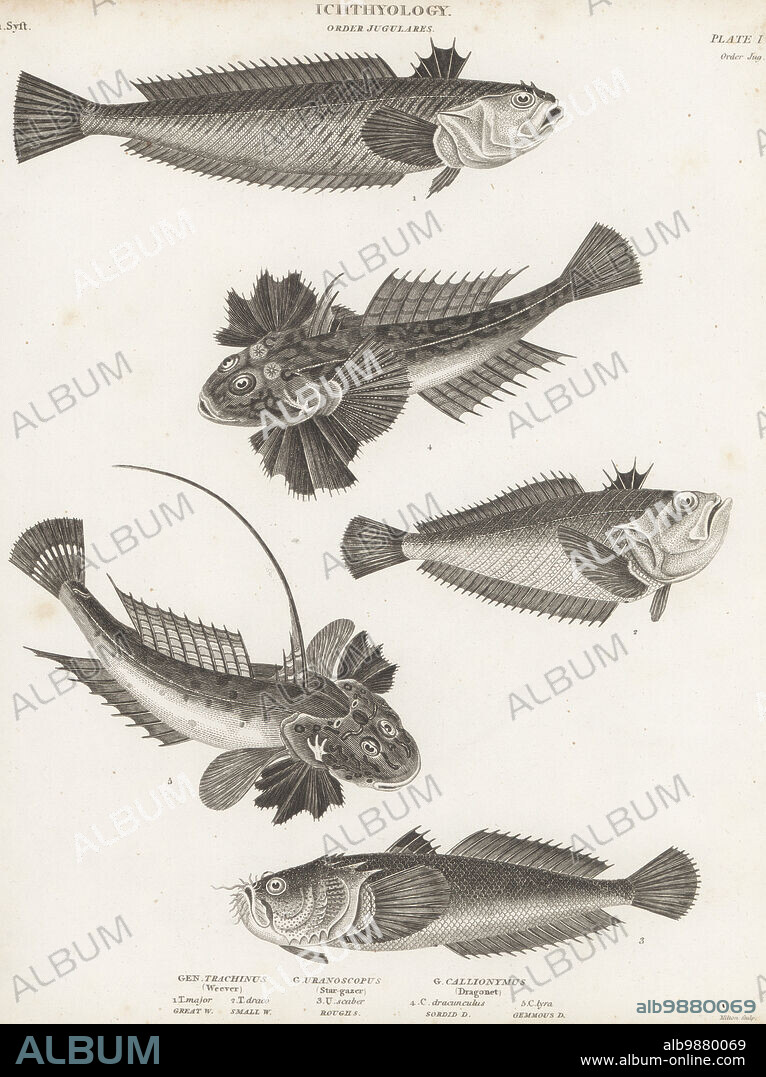 Greater weever, Trachinus draco 1,2, Atlantic stargazer, Uranoscopus scaber 3, and common dragonet, Callionymus lyra 4,5. Copperplate engraving by Thomas Milton from Abraham Rees' Cyclopedia or Universal Dictionary of Arts, Sciences and Literature, Longman, Hurst, Rees, Orme and Brown, Paternoster Row, London, July 1, 1811.