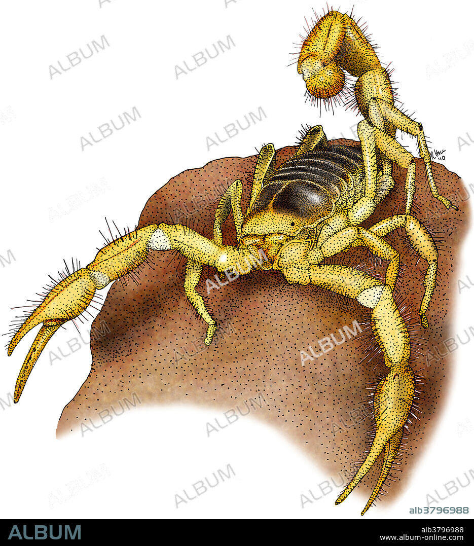 Illustration of a Giant Desert Hairy Scorpion (Hadrurus arizonensis).