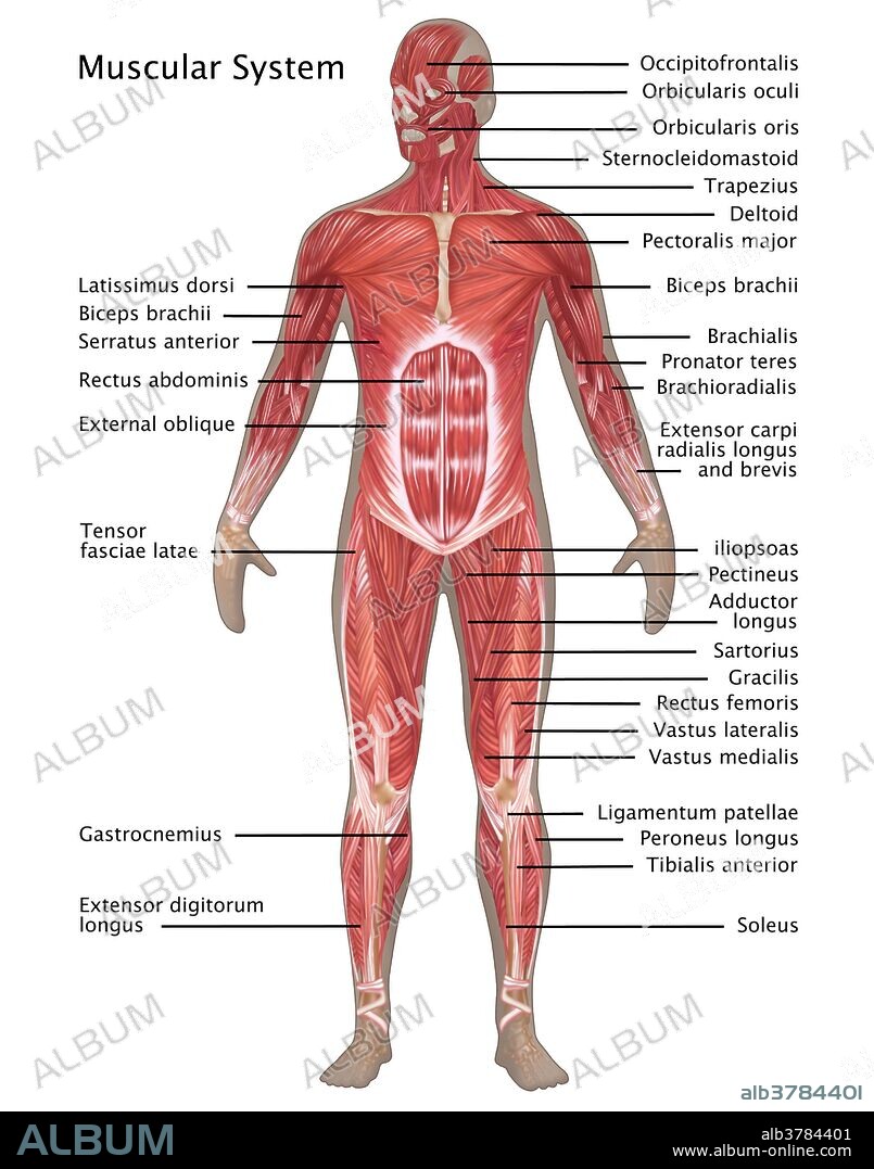 Illustration of the muscular system in the male anatomy. Labeled from top to bottom are: tonsils, thymus, lymph vessels, spleen, and lymph nodes.