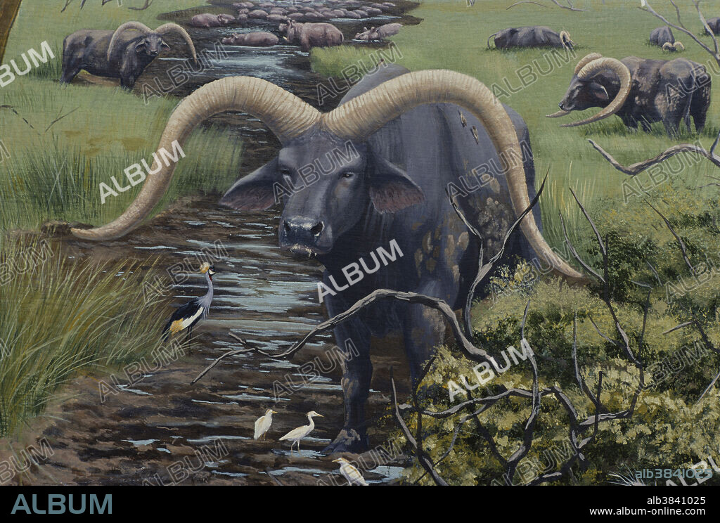 Extinct Giant Buffalo