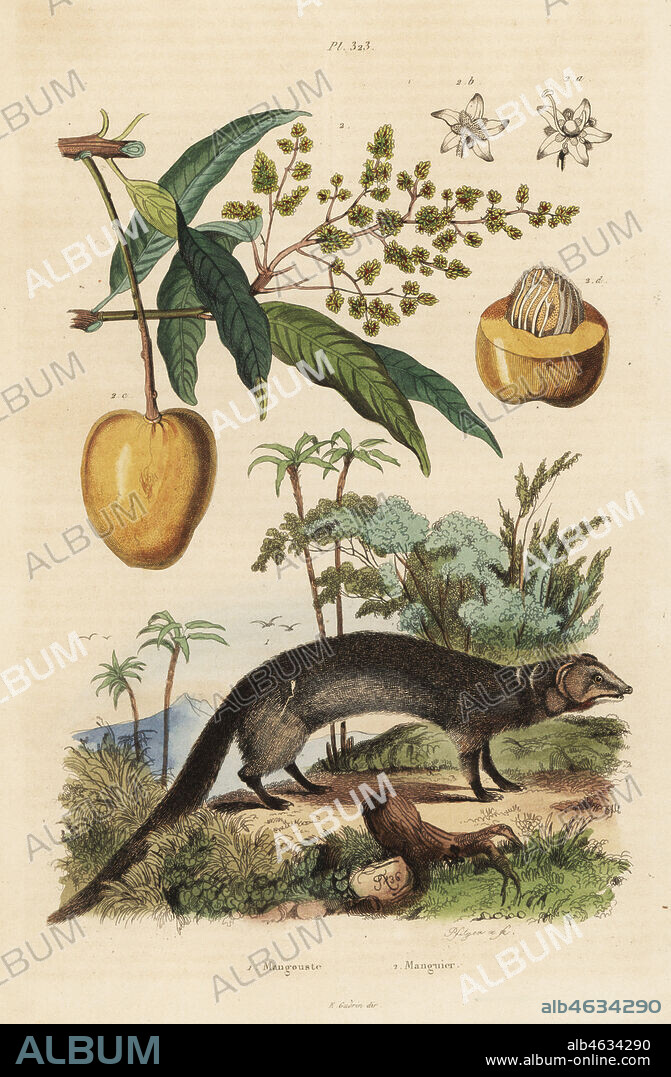 Indian grey mongoose, Herpestes edwardsi 1 and mango, Mangifera indica 2. Mangouste nems, mangier. Handcoloured steel engraving by Pfitzer after an illustration by Adolph Fries from Felix-Edouard Guerin-Meneville's Dictionnaire Pittoresque d'Histoire Naturelle (Picturesque Dictionary of Natural History), Paris, 1834-39.
