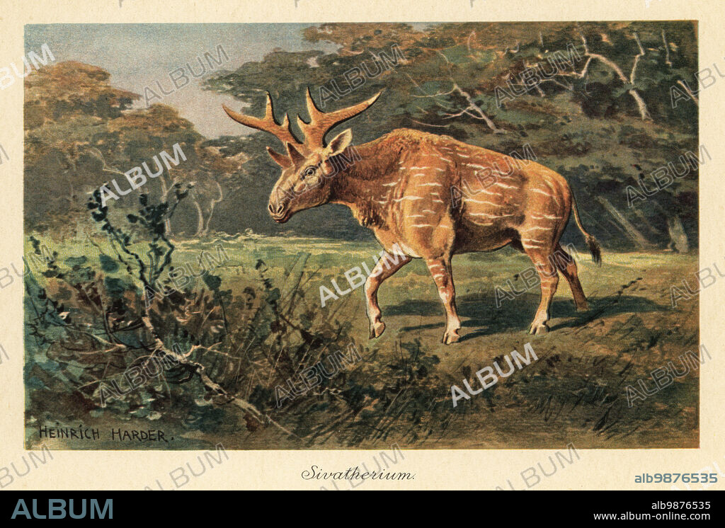 Sivatherium giganteum in a jungle clearing. Sivatherium ('Shiva's beast') was an extinct genus of giraffid that ranged throughout Africa to Southern Asia (mostly India). Colour printed illustration by Heinrich Harder from Wilhelm Bolsches Tiere der Urwelt (Animals of the Prehistoric World), Reichardt Cocoa company, Hamburg, 1908. Heinrich Harder (1858-1935) was a German landscape artist and book illustrator.