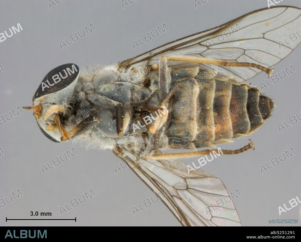 Chiengmai, Chiang Mai, Thailand, Tabanus zoster Philip, 1960, Animalia, Arthropoda, Insecta, Diptera, Brachycera, Tabanidae, Tabaninae.