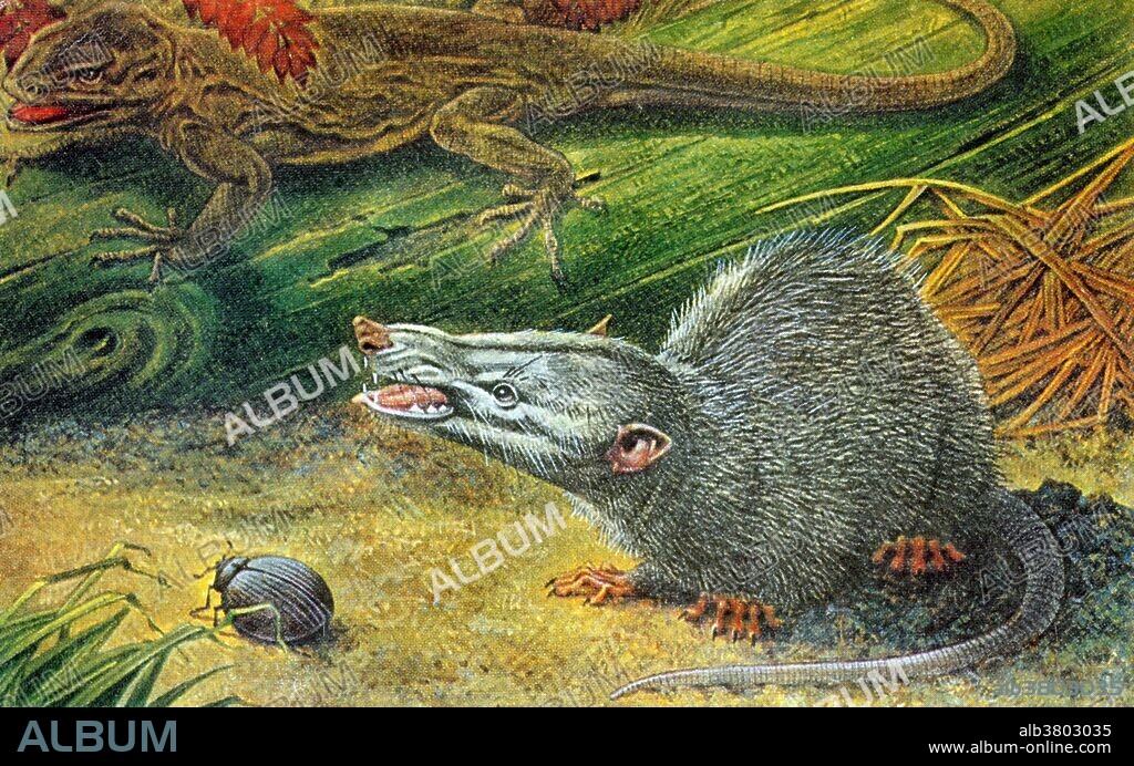 Morganucodon (Glamorgan tooth) is an early mammaliaform genus that lived during the late Triassic period. It first appeared about 205 million years ago. Unlike many other early mammals, Morganucodon is well represented by abundant and well preserved, though in the vast majority of cases disarticulated, material. Most of this comes from Glamorgan in Wales (Morganucodon watsoni), but fossils have also been found in the Yunnan Province in China (Morganucodon oehleri), in various parts of Europe and North America. Morganucodon was a small, plantigrade animal. In terrestrial animals, plantigrade locomotion means walking with the toes and metatarsals flat on the ground. The tail was moderately long. In general appearance it would have looked like a shrew or mouse. No illustrator credited.