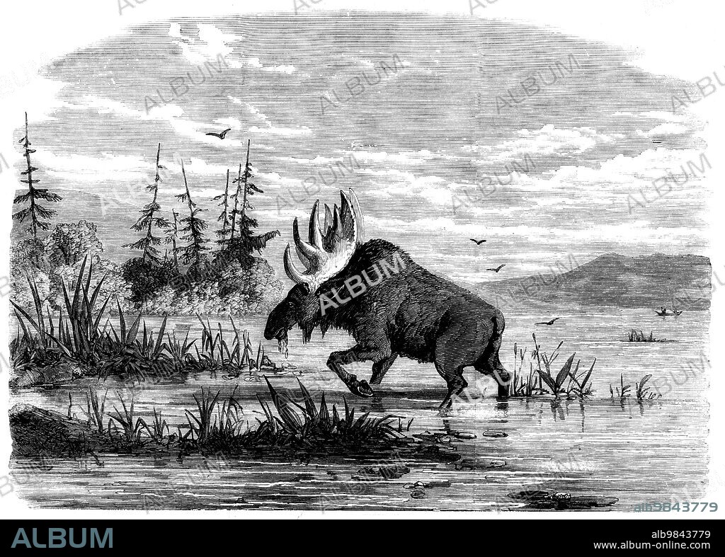 Moose-hunting in Canada - a Bull Moose feeding, 1858. Male moose '...feeding among the lily-pods in autumn...The moose is the largest of the deer tribe, sometimes attaining the weight of one thousand pounds, and is the largest wild animal frequenting the forests of America...During the summer months moose are fond of frequenting the lakes and rivers, partly for the purpose of escaping from the tormenting flies and to avoid injuring their antlers, but chiefly because such localities afford an abundance of grassy food...The rutting season commences in September, when the males do a great deal of hard fighting...Their antlers begin to sprout in April, and complete their growth in July; they sometimes expand five feet nine inches, and the weight of a large pair may be stated at seventy pounds'. From "Illustrated London News", 1858.