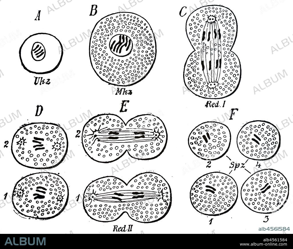 An engraving depicting a diagram of the division of cells to form spermatozoa. From August Weismann's 'the Germ-Plasm: A Theory of Heredity'. London, 1893.